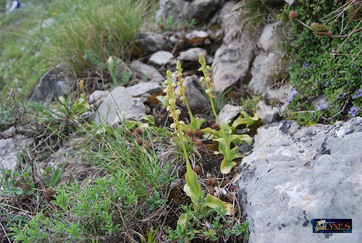 orchis antropophora .JPG